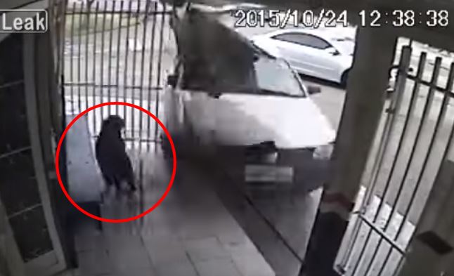Cane miracolato evita l’impatto con un’auto impazzita – Video