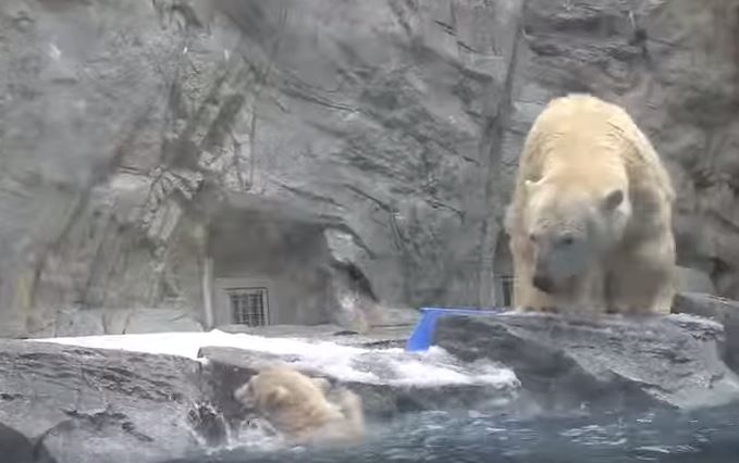 Cucciolo cade nell’acqua gelata, il salvataggio di mamma orso è spettacolare