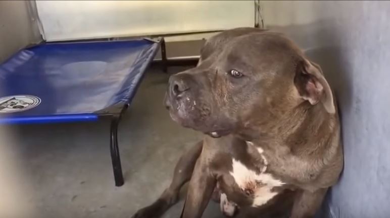 Pitbull da combattimento riceve la sua prima carezza, la reazione è commovente
