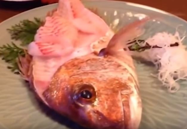 Pesce usato per sashimi salta via dal piatto – Video