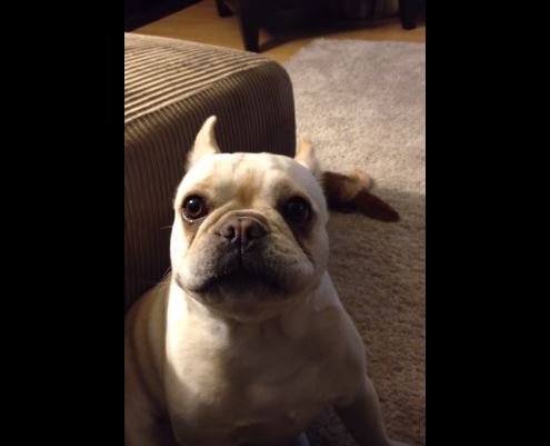 “Come è andata la giornata?”, la risposta del cane è esilarante