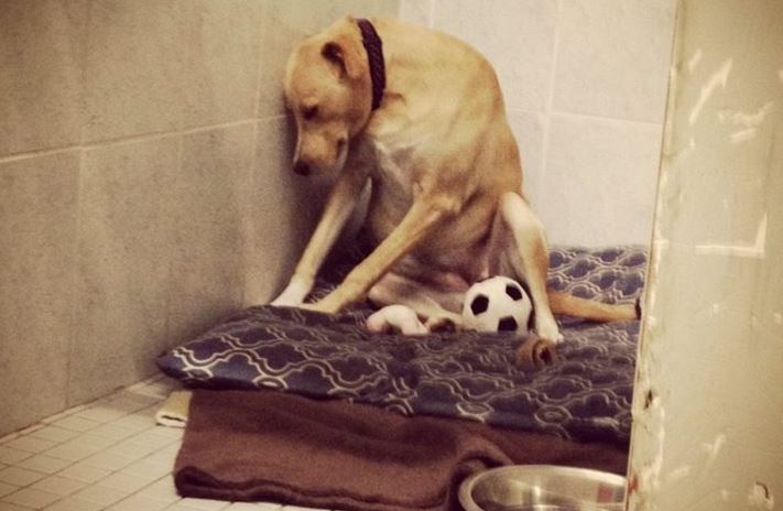 Il cane più triste del mondo trova casa, la sua foto ha commosso il mondo