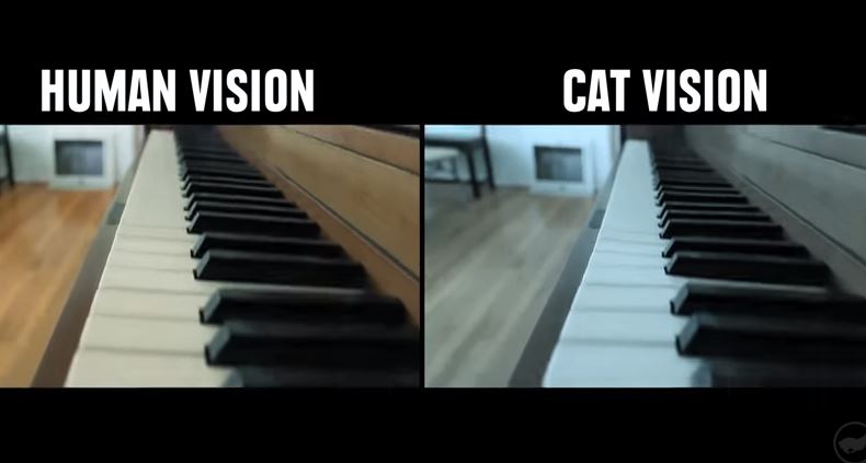 Come vedono il mondo gli animali – Video