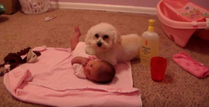 “Ti proteggo io”, il barboncino fa scudo alla “sorellina” – Video