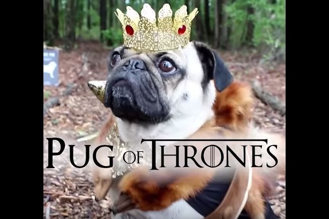 Doug The Pug, le sigle delle serie tv intepretate dal carlino più famoso del web