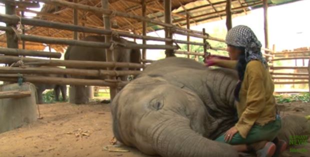 Inizia a cantare vicino all’elefante, quello che accade dopo è incredibile
