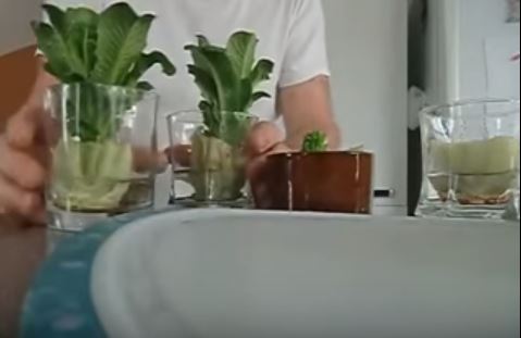 Mette la base della lattuga in un bicchiere, il risultato è sorprendente