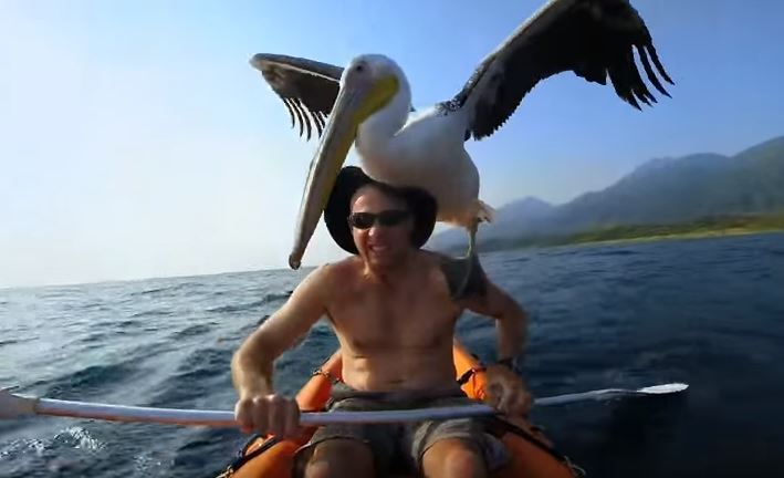 Uomo soccorre un pellicano ferito, i due diventano inseparabili – Video