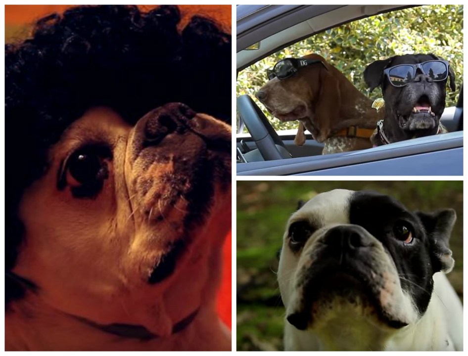 “Se i cani parlassero, cosa ci direbbero?”, ecco il video che dà voce a Fido