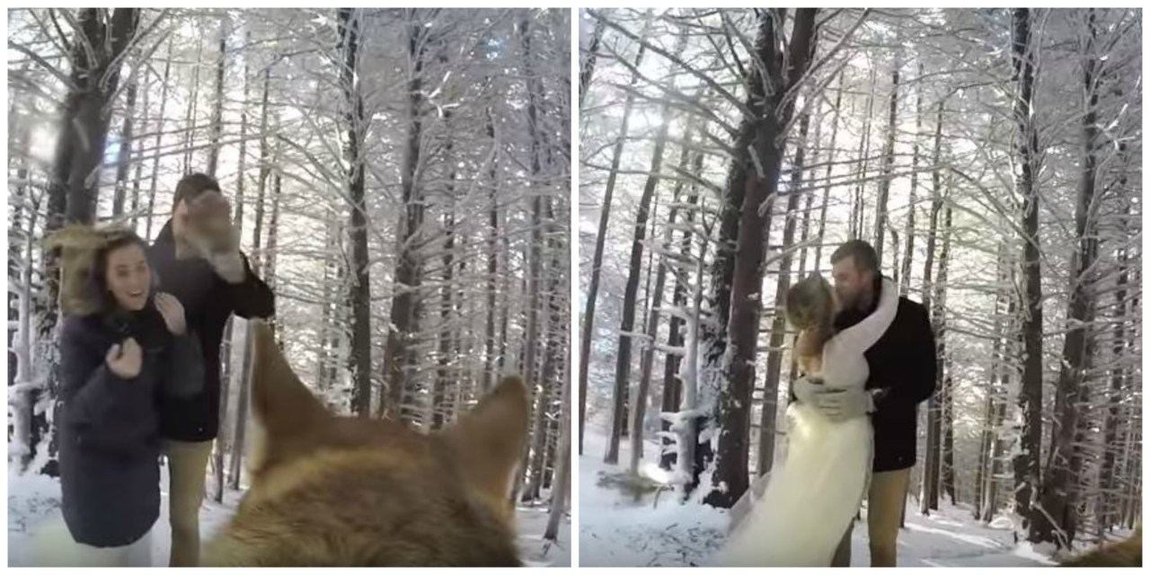 Il matrimonio dei padroni visto dalla prospettiva del loro cane – Video