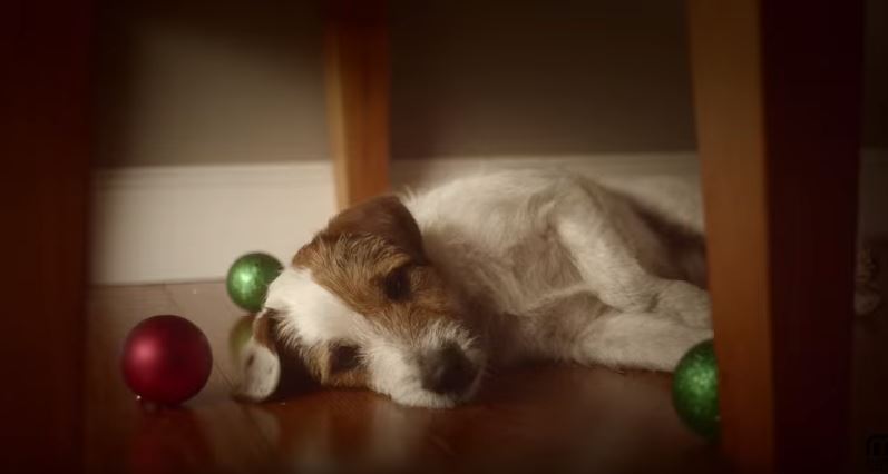 Il Natale? E’ più magico se hai un cane – Video