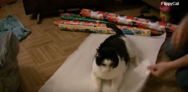 Gatto si posiziona sulla carta da regalo, quello che accade dopo è esilarante