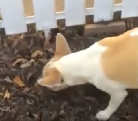 Mamma chihuahua seppellisce con amore il suo piccolo – Video