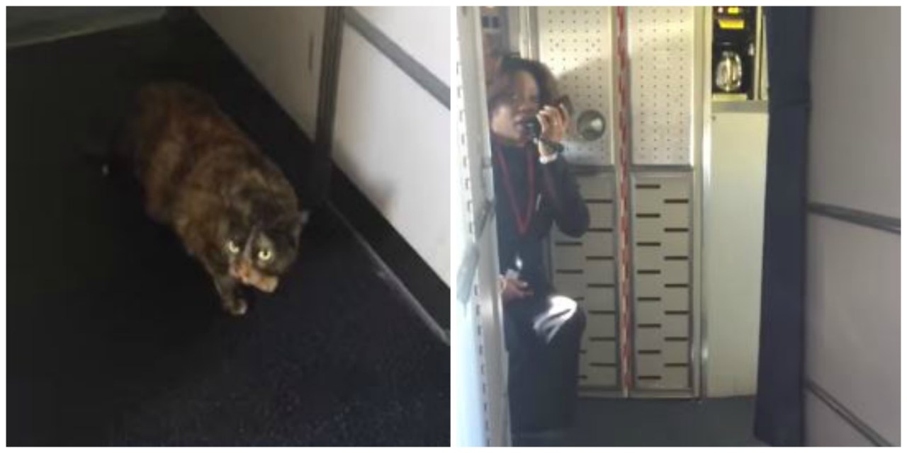 “Aiuto, c’è un gatto sull’aereo”, emergenza ad alta quota – Video