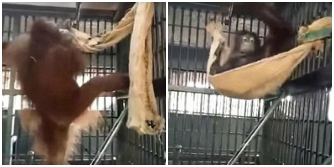 Orangotango usa un lenzuolo per costruirsi un’amaca – Video