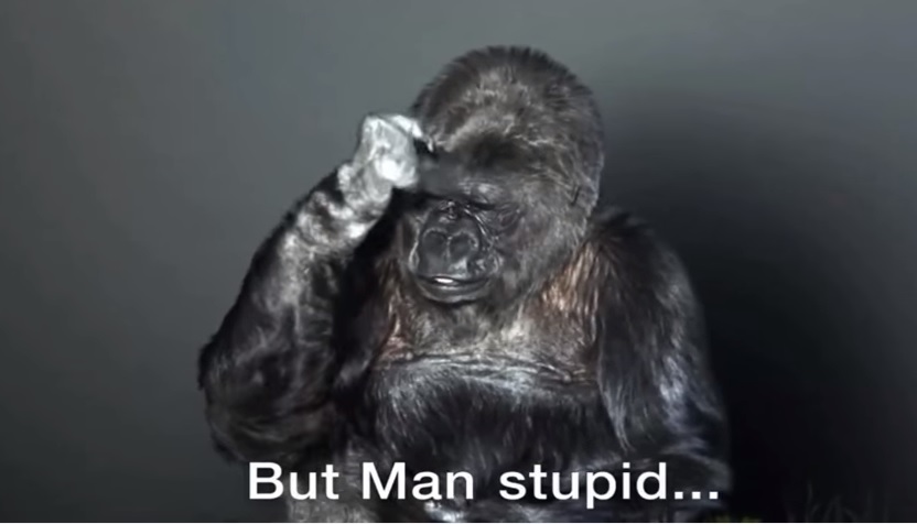 Il messaggio del gorilla commuove il web: “Stupido uomo, proteggi la Terra”
