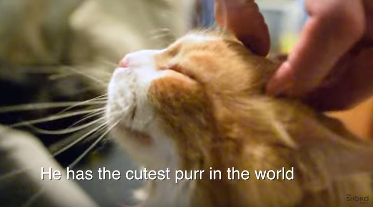 Fa le coccole al gatto, l’animale risponde così – Video