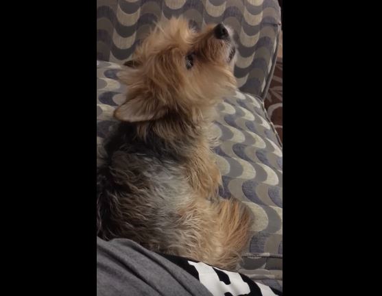 Gli effetti di Adele sui cani, la reazione di questo Yorkshire vi lascerà senza parole