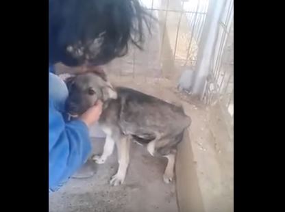 Accarezza un cane maltrattato per anni, la reazione dell’animale spezza il cuore