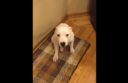 La padrona dice ‘cheese’ e il cane sorride – Video