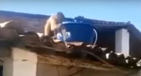 Macaco ubriaco minaccia i clienti di un bar con un machete