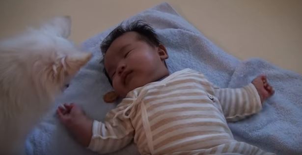 Il neonato piange disperato: a calmarlo ci pensa il chihuahua