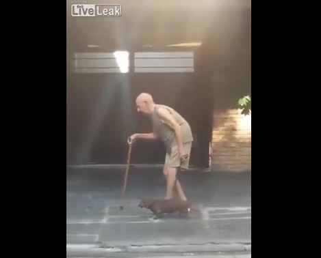 Il padrone cammina con difficoltà, quello che fa il bassotto è commovente