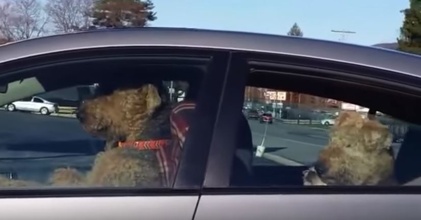 I padroni lo lasciano in auto, il cane si attacca al clacson