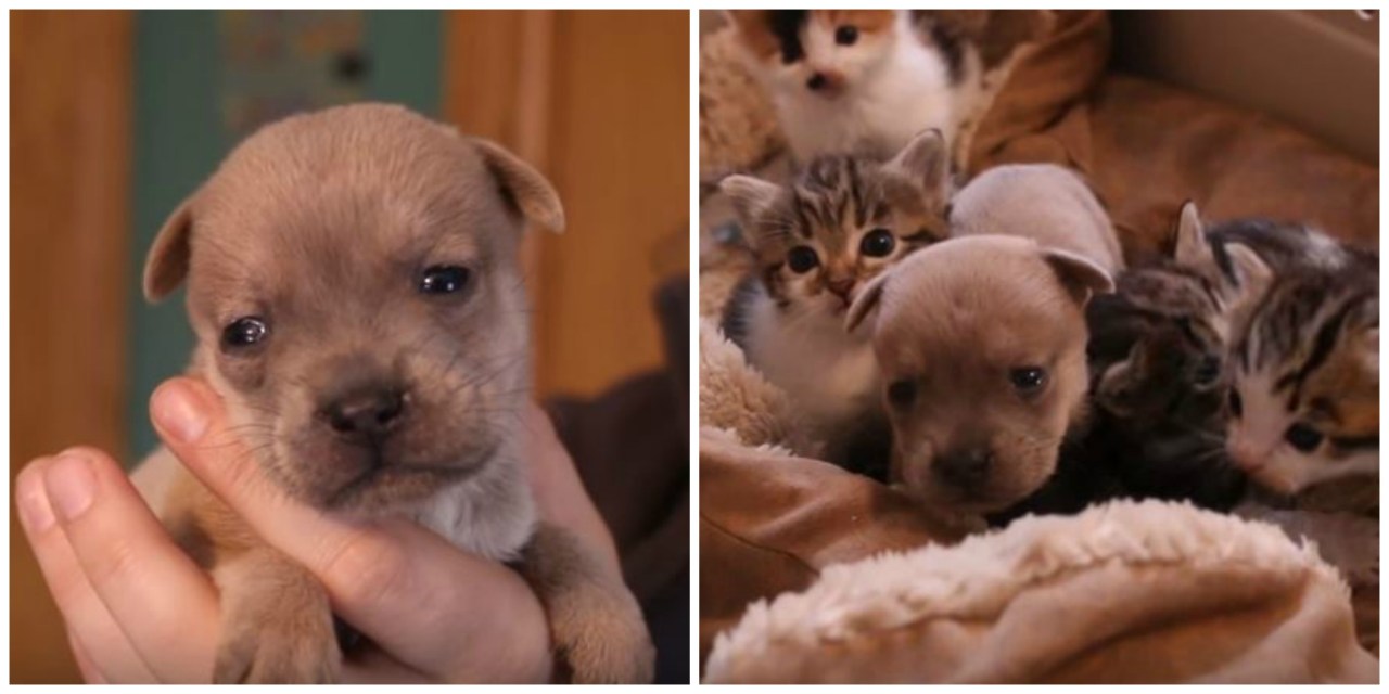 Cagnolino rimasto orfano adottato dalla famiglia di gatti