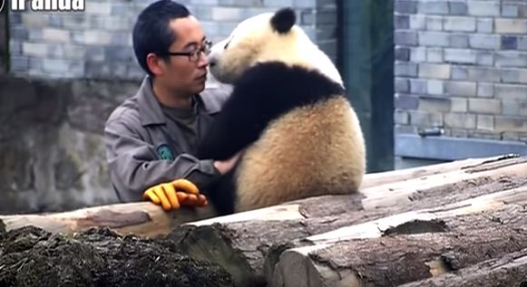 Coccole, baci e selfie: tra il panda e il custode esplode l’amore