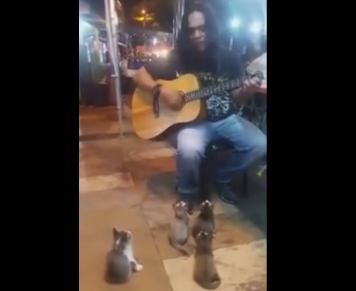 L’artista di strada ha un pubblico bestiale – Video