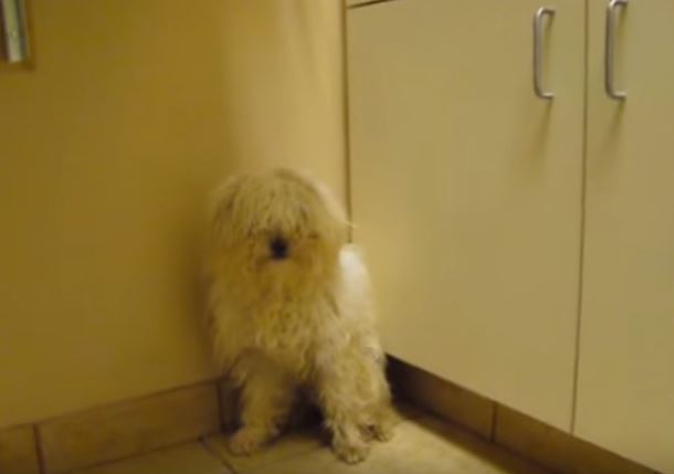 Salvano cucciolo destinato alla soppressione, il primo contatto è da brividi