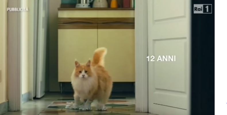 “Incita a cucinare i gatti”, animalisti contro lo spot di Poste Italiane