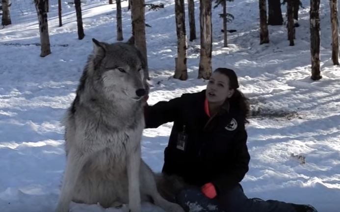 Un lupo si siede al suo fianco, quello che accade dopo è sorprendente