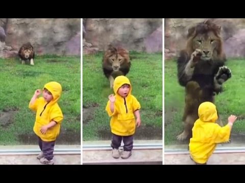 Leone cerca di sbranare un bimbo allo zoo – Video