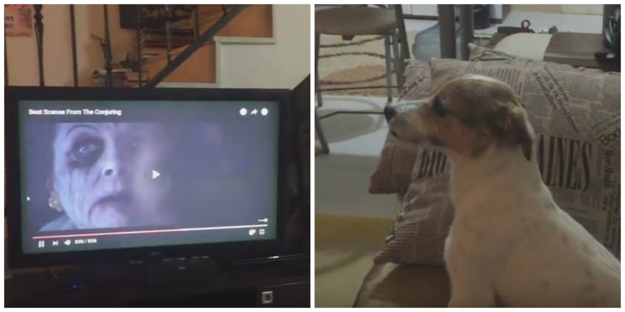 Cosa succede se un cane guarda un film horror? – Video