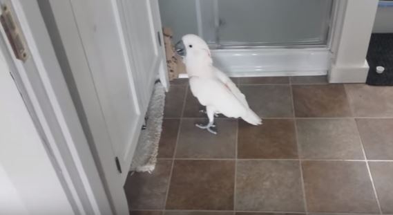 Il pappagallo “si lamenta” del gatto, la conversazione col padrone è esilarante