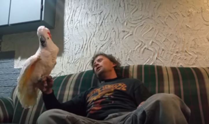 “Mi vuoi bene?”, la risposta del pappagallo al padrone è esilarante