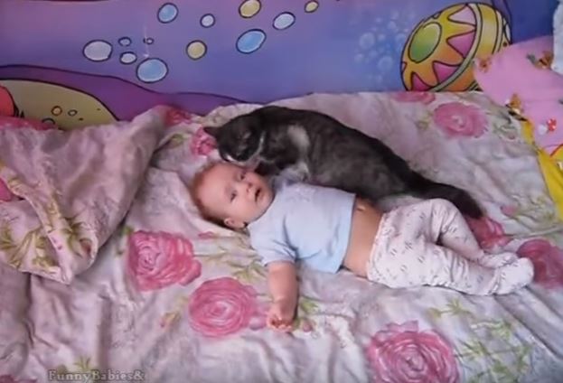 Bimbo si dispera, ma ecco che interviene il gatto – Video