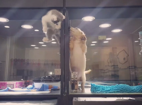 Gatto si arrampica per ricongiungersi al cagnolino, il video più tenero del web