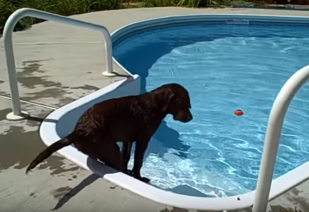 Labrador alle prese con il primo tuffo in piscina, la sua reazione è esilarante