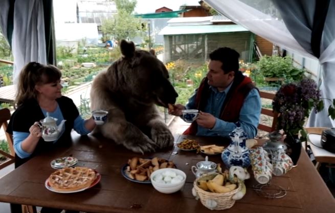 Un orso per amico: Stepan vive da 23 anni con questa famiglia