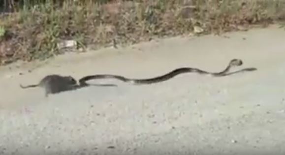 Il serpente sta per mangiare il suo cucciolo, la reazione del topo è fantastica