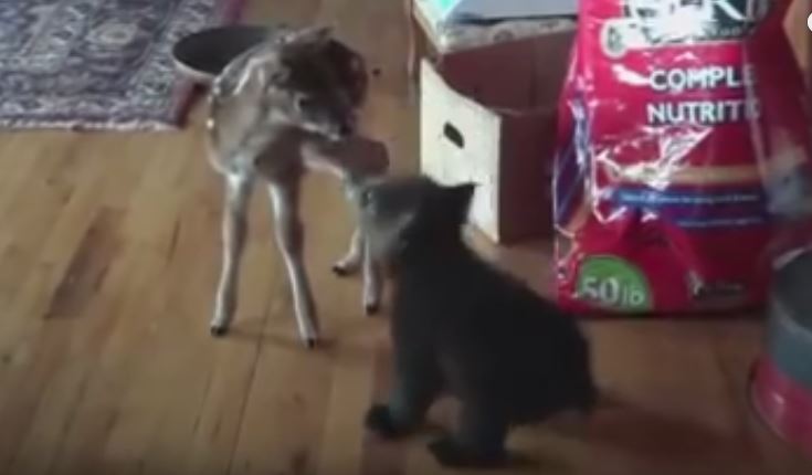 L’orsetto e il cerbiatto si incontrano per la prima volta, ciò che accade è sorprendente