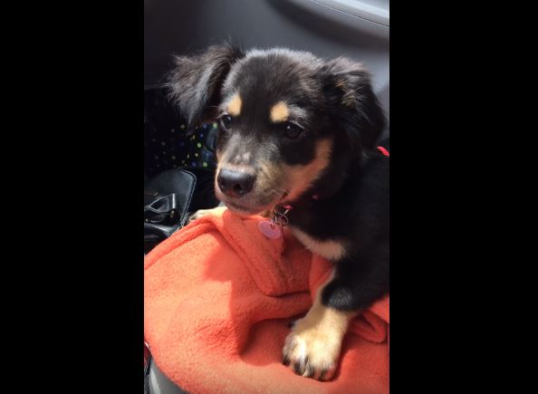 Vuole essere preso in braccio dalla padrona, ecco cosa fa per convincerla