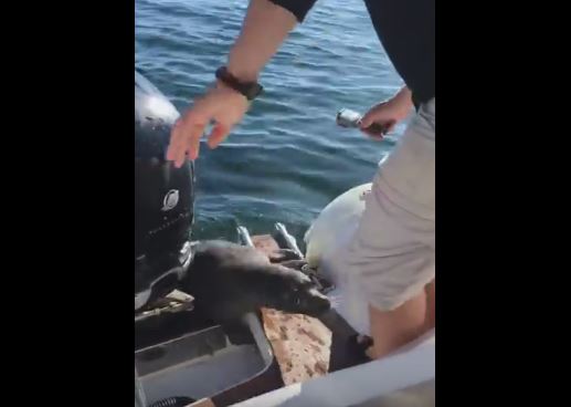 Una foca si arrampica sulla barca, il perchè vi lascerà senza parole