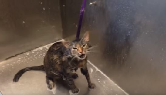 Il gatto che non vuole fare il bagnetto dice “basta” – Video