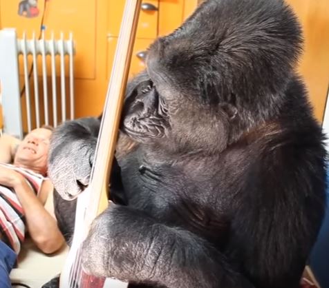 La gorilla Koko ‘bassista’ per un giorno con Flea dei Red Hot Chili Peppers