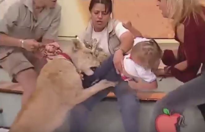 Messico, leone attacca bambina in diretta tv – Video