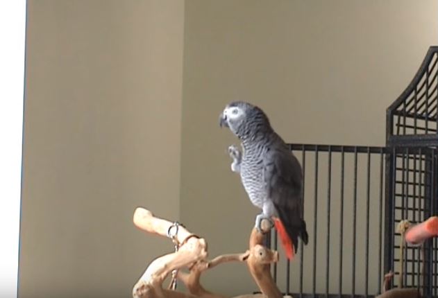 Ollie, il pappagallo che fischietta accompagnato dal pianoforte